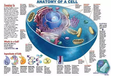 &ldquo;解讀&rdquo;鏈科技:全球首個哺乳動物細胞圖譜在我國誕生